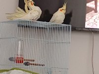 4 aylık lutino sultan papağanları ele alışkın