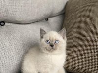 Brıtısh Shorthair Blue Point Yavrularım 