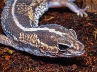 EVRAKLI FATURALI GECKOLAR