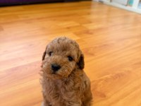 Mini poodle izmir
