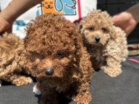 Petmode köpek çiftliğinde ziyarete açık kore maltipoo
