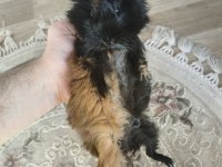 Sağlıklı bakımlı uysal ginepig