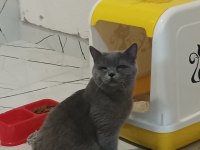 Acil sahiplendirilecek 10 aylık british shorthair