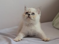 British Shorthair Point Erkek
