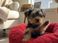 Teacup Ev Ortamından Yorkshire Terrier Yavrular