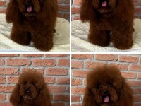 Kore teacup poodle bebeklerimiz