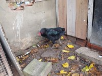 Kuyruksuz yeşilci horozlar