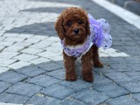 SAĞLIK VE IRK GARANTİLİ TOY POODLE