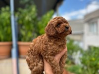 Orjinal red brown toy poodle