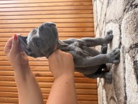 Üst Kalite Blue Cane Corso