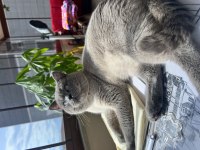 2 yaş tecrübeli british shorthair oğlumuza eş
