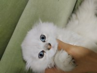 Scottish Fold Longhair Beyaz Güzellik
