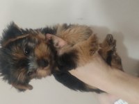 Dünyalar güzeli dişilerimiz küt burun yorkshire terrier