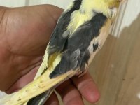 40 GÜNLÜK FULL EVCİL PİED RENK BEBEK SULTAN