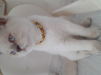 3,5 Aylık erkek british shorthair