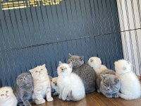 Renk Renk Brıtısh Shorthaır Yavrularımız Fenomen Pet S