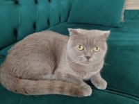 Dişi scottish fold kedisi