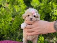 Anne altından sevimli maltipoo yavrular