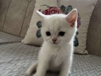 Safkan british longhair ve shorthair yavrular