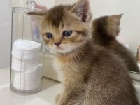 Boncuk british shorthair kardeşler