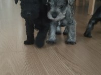 Muhteşem schnauzer bebekler