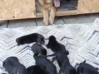 Safkan k9 yavrular yeni sahiplerini bekliyor
