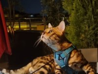 4 kuşak WCF şecereli safkan Bengal Gold/brown (2 aylık)