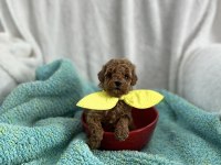 Ev ortamından kore poodle bebekleri