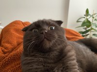 Acı Kahverengi Scottish Fold
