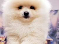 Ayı Surat Pomeranian Yavrularımız