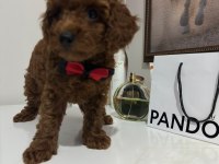 Poodle Yavrum