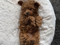 Evin büyük neşesi toy poodle bebekler