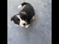 Yavru border collie