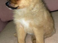 Pomeranian bebek