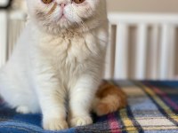 Babası şampiyon exotic shorthair yavrunuza ev arıyoruz