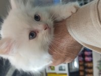 50 günlük british longhair bebeler