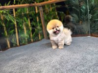 Safkan Kore Pomeranian Boo Yavrularımız