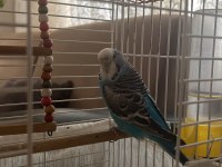 MUHABBET KUŞU KAFESİYLE BİRLİKTE