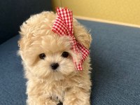 TOY POODLE YAVRULARIM