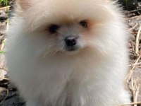 Show kalite tea cup pomeranian yavrularımız