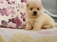 Uygun pomeranian yavrular