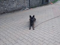 Belçika kurdumuza eş aranıyor