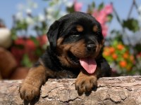 Heybetli Üst Kalite Rottweiler Yavrular