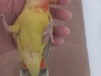 Kaçmaz ısırmaz evcil sevda nadir renk sevda yavrusu
