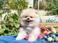 Pomeranian Boo Teddy Bear Ayı Surat Yavrularımız