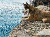 Yetişkin anne husky