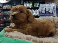 Dişi ve erkek maltipoo yavrularımız