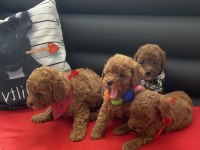 Oyuncu Toy Poodle Bebekler