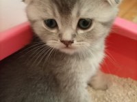 Sevimli oyuncu scottish fold