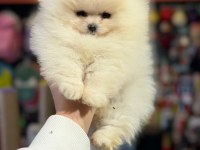 Ayı Surat Pomeranian Boo Yavru Şehirdışı Gönderilir